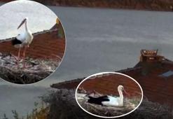 Deprem öncesi şaşırtan davranış: Yaren sadece bir kuş değil