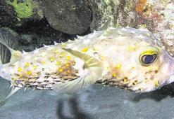 İstilacıydı artık Akdenizli