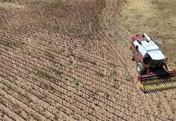 Ayçiçeği hasadı son yıllarda erken başlıyor