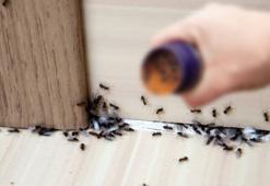 Karıncalar bu kokuya dayanamıyor! Sadece karınca yoluna serpin ve izleyin