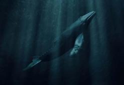 Dinozorlar kadar eski: 26 milyon yıllık balina keşfedildi!
