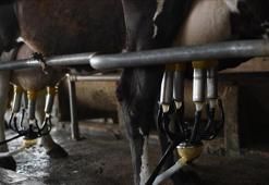 Toplanan inek sütü miktarı haziranda arttı