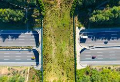 Ekolojik köprüler hayvanları nasıl koruyor?