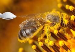 1 kaşık şekerli su kurtarmaya yeter! Arılara can veriyor, bahçeyi coşturuyor