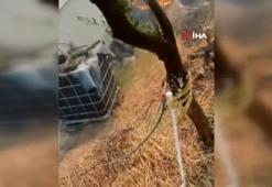 Yurdun dört bir yanında alevlerle mücadele! Yangın köye indi: Kaç artık hiçbir şey yapamayız