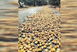 AYTO’dan Aydın inciri denetimi