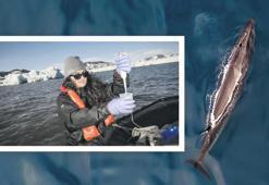 Türk araştırmacıları şaşırtan balinalar