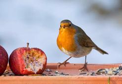 2 meyveye sürü halinde geliyorlar! Parçalara ayırın, çürük olmamasına dikkat edin