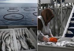 Hatay'da kafeste yetiştirilen balıklar Avrupa ülkelerine ihraç ediliyor