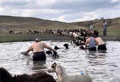 400 koyun dereye girdi: Kars’ta sıcaktan bunalan hayvanları böyle serinlettiler