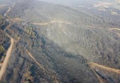 Gelibolu’daki yangının izleri havadan görüntülendi! Çanakkale ormanları küle döndü