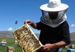Coğrafi işaretli balın hasadı başladı! Kilosu 1.500 TL!