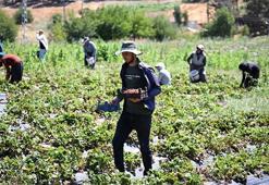 Devlet desteğiyle kuruldu, 50 ülkeye gönderiliyor!