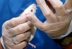 İnsan beyin hücreleri farelere nakledildi