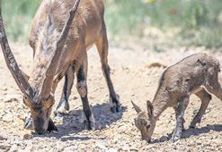 480 bin lira ödeyen avlayacak!