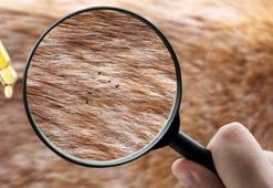 Pirelerin kökünü kazıyan hızlı yöntem! Keskin kokusu sayesinde bir tanesi bile kalmayacak