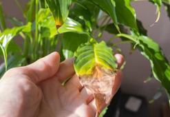 Solmuş çiçeklere can suyu oluyor! Çiçek coşturan doğal gübre