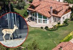 Antalya sokaklarında bir garip olay! İş insanının, villasında beslediği yavru ceylan kaçtı