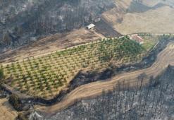 Gelibolu'daki yangında mucize! Her yer yandı ceviz bahçesi öylece kaldı