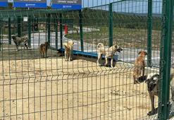 İstanbul Valiliği’nin talimatı sonrası sahipsiz hayvanlar toplanmaya başlandı