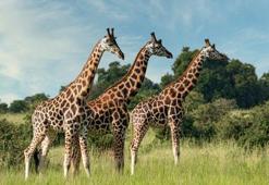 Zürafaların boynu neden uzundur?