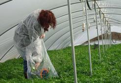 Pestisitte reçeteli dönem