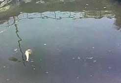 Körfez tekrar alarm veriyor