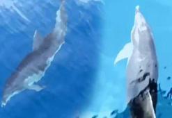 Yer: Alanya! Aniden ortaya çıktılar, tekneyle yarıştılar