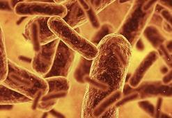 Bilim insanları bugüne kadarki en sentetik canlıyı oluşturdu