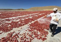 Misafir olarak geldikleri yörede üretime başladılar: 'Daha önce buralar bozkırdı'