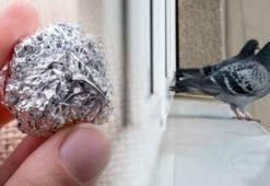 Pencerenin önüne top yapıp koyun! Ne böcek ne kuş, camlar tertemiz kalacak