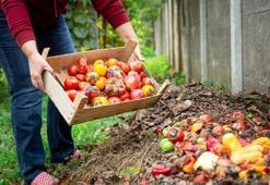 Domatesleri yakan hastalığa bahçıvan taktiği! Yanına bu bitkiyi diken kazanıyor
