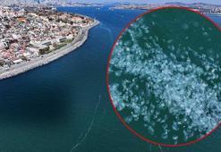 Marmara Denizi'nin dehşete düşüren manzara! ‘İlk kez bu yoğunlukta’