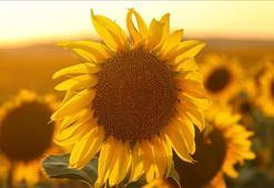 Ayçiçeği tohumu ve yağında gümrük vergileri yeniden düzenlendi