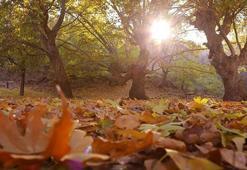 Sıradaki mevsim 🍂 Sonbahar ne zaman? 2025 Sonbahar ayları hangileri?