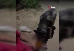 Ankara'da skandal görüntü: Köpeğe alkol içirdi