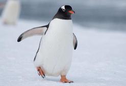 Penguenler kanatları olmasına rağmen neden uçamaz?