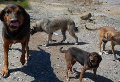 Başıboş köpekler vatandaşları tedirgin ediyor! 'İnsanlar bıktı'