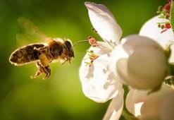Arılar polen toplayacakları çiçekleri nasıl seçer?