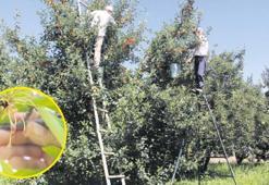 En büyük hasarı zirai don verdi