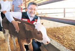 Yumaklı: Sütçü ırk sığırları etçi ırklarla melezleyeceğiz