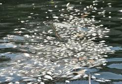 İzmir Körfezi’nde tehlike çanları! Koku ve ölü balıklar geri döndü