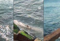 Önce Silivri şimdi de Tekirdağ'da görüldü: Bu bir tesadüf değil