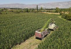 Erzincan'da silajlık mısır üretimi hayvancılığı güçlendirip besiciye kazanç sağlıyor