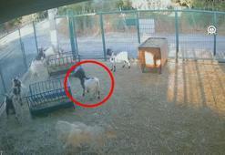 Başına poşet geçen keçinin sürüsünü korkuttuğu anlar izleyenleri güldürdü