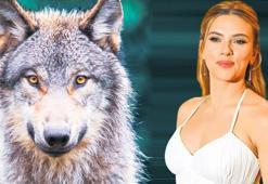 Bir bağırıyor, kurtlar kaçıyor