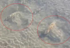 İznik Gölü’nün dibinde fark edildi! Uzmanlar bölgede