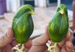 Kuşlara yuva kurdu, bahçesinde sıra dışı olay! ‘Bunda bir hikmet var'