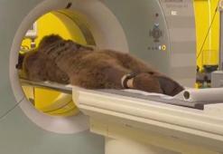 Çekmeköy'de 300 kiloluk ayıya MR çekildi! 'Okan'a yediği meyve dokunmuş