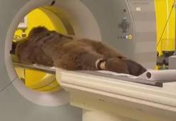 Çekmeköy'de 300 kiloluk ayıya MR çekildi!